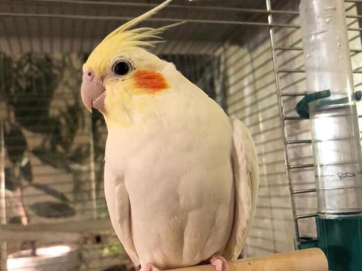ひまたんちゃん ひまたんちゃん