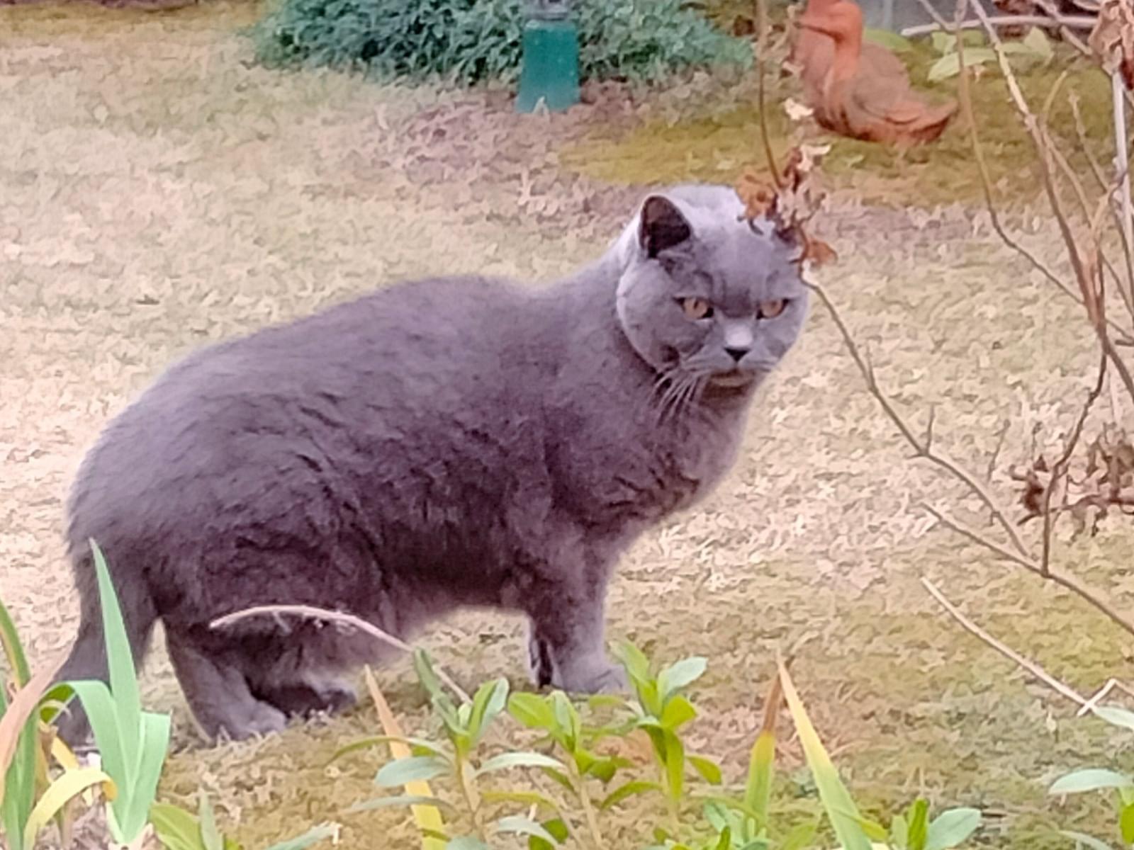 目撃された猫 目撃された猫