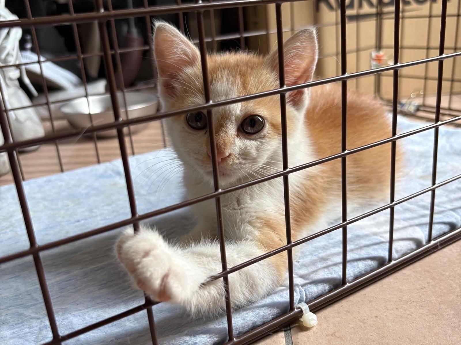 保護された猫