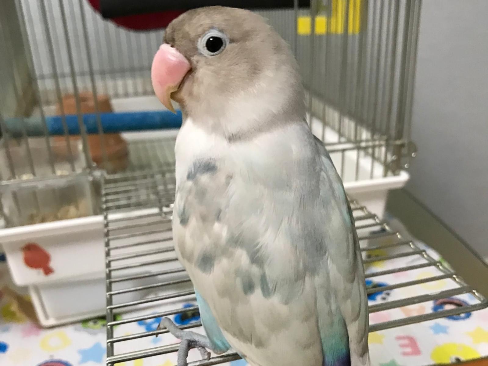 ぽぽちちゃん ぽぽちちゃん