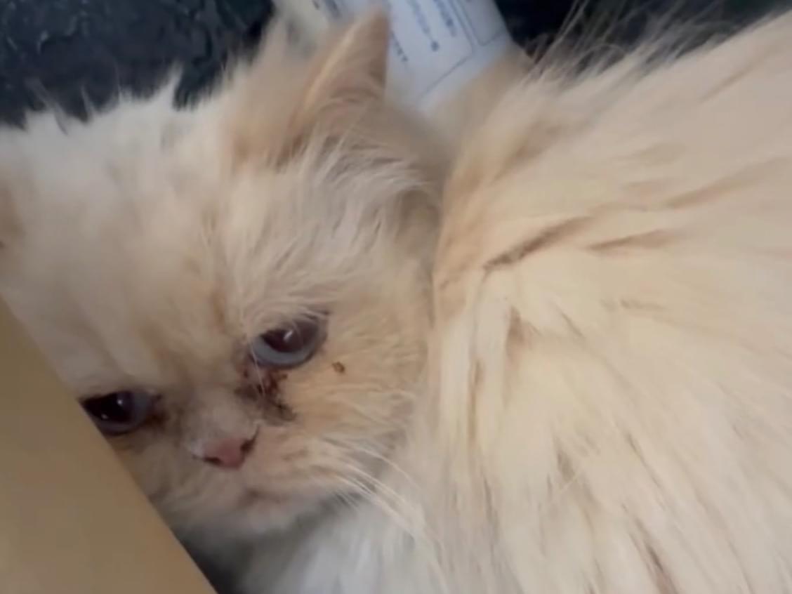 目撃された猫