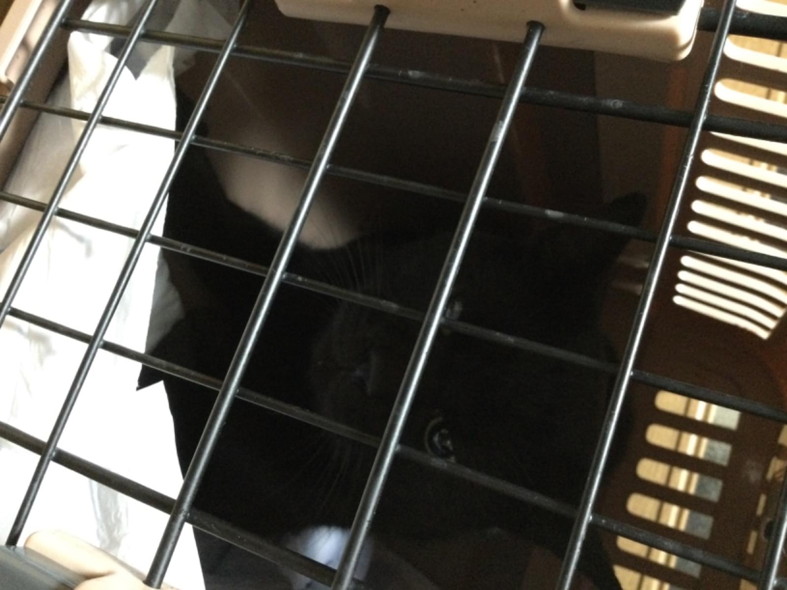 保護された猫 保護された猫