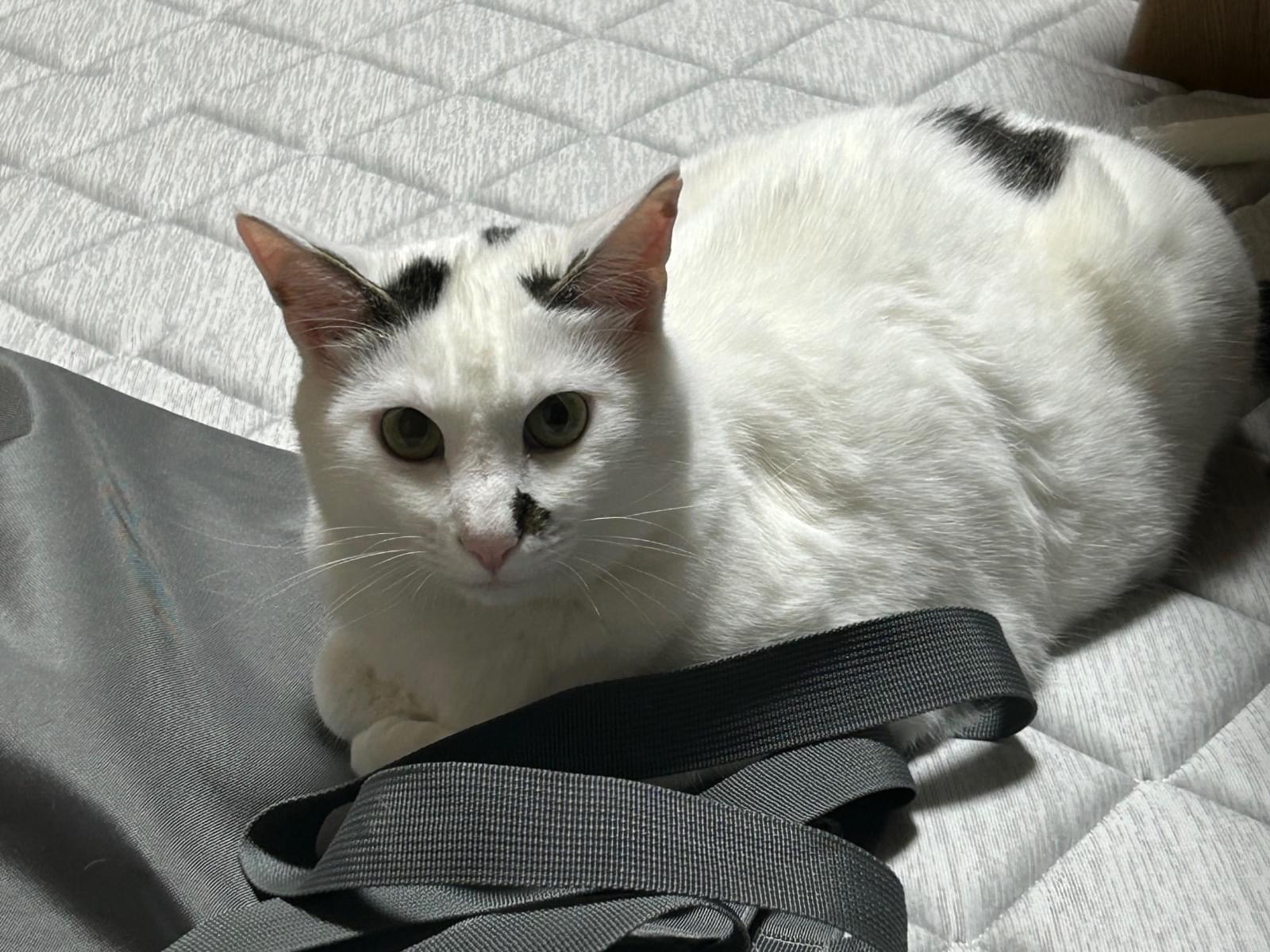 グラちゃん グラちゃん