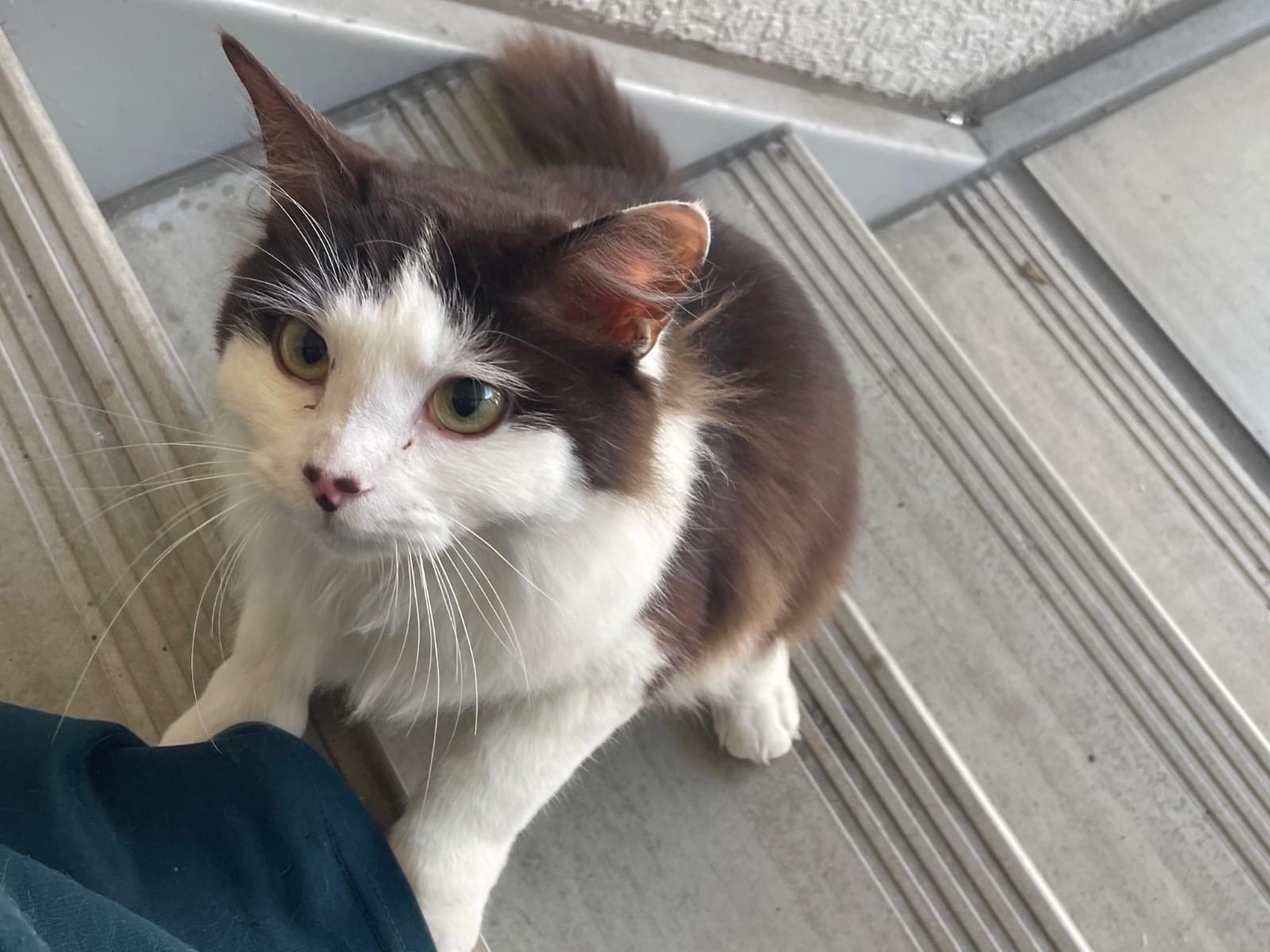 保護された猫 保護された猫