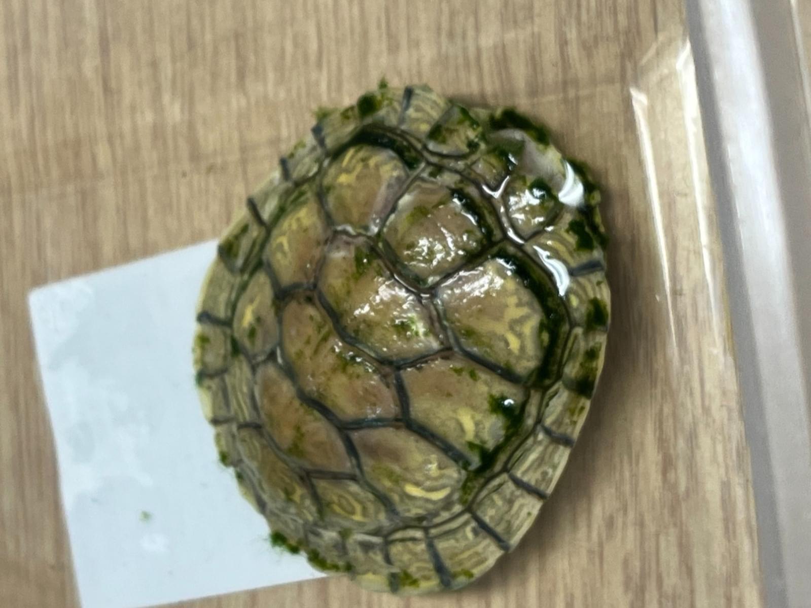 カメちゃん