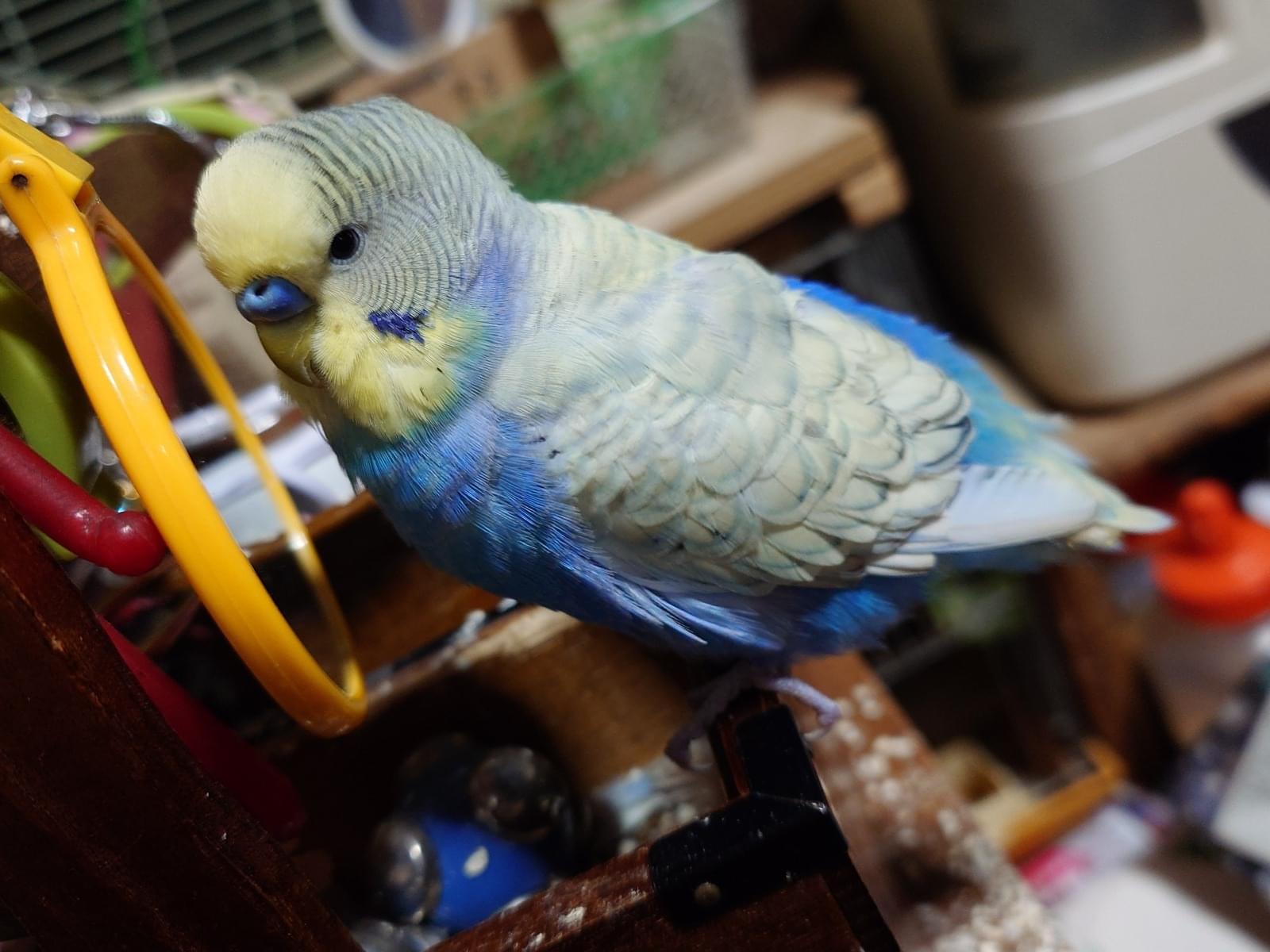 ちびちゃん ちびちゃん
