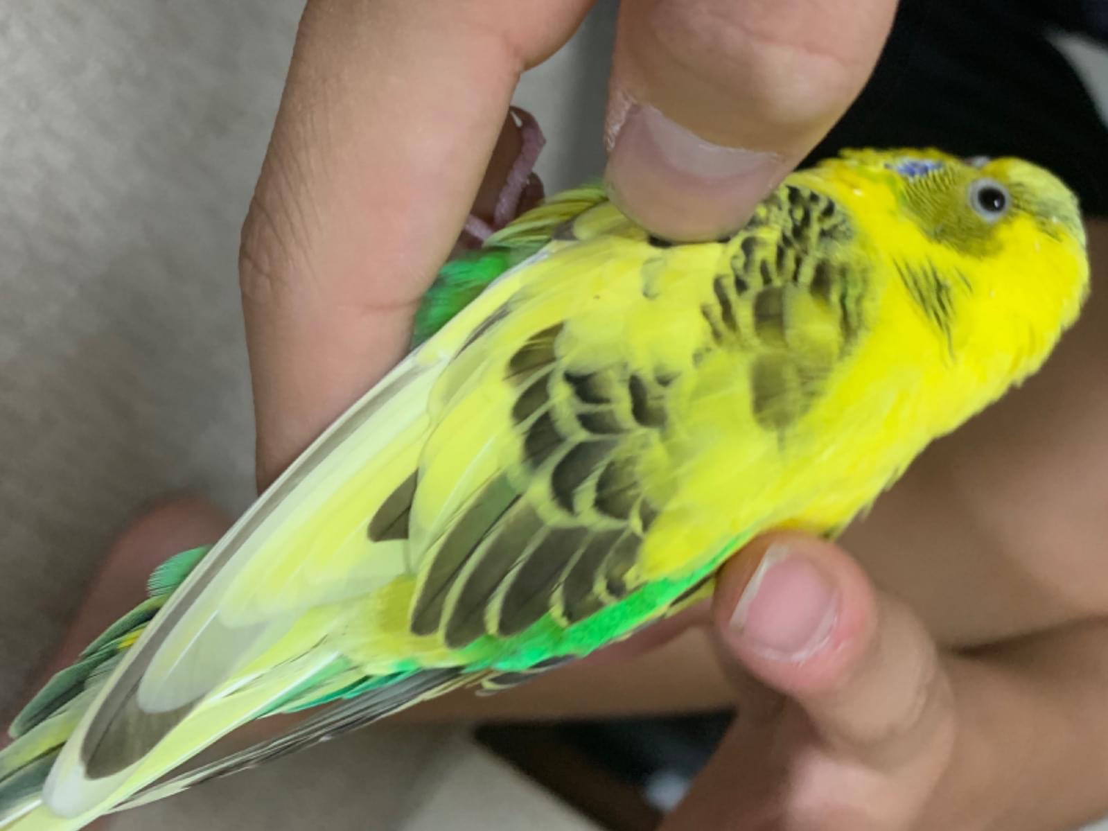 保護された鳥 保護された鳥