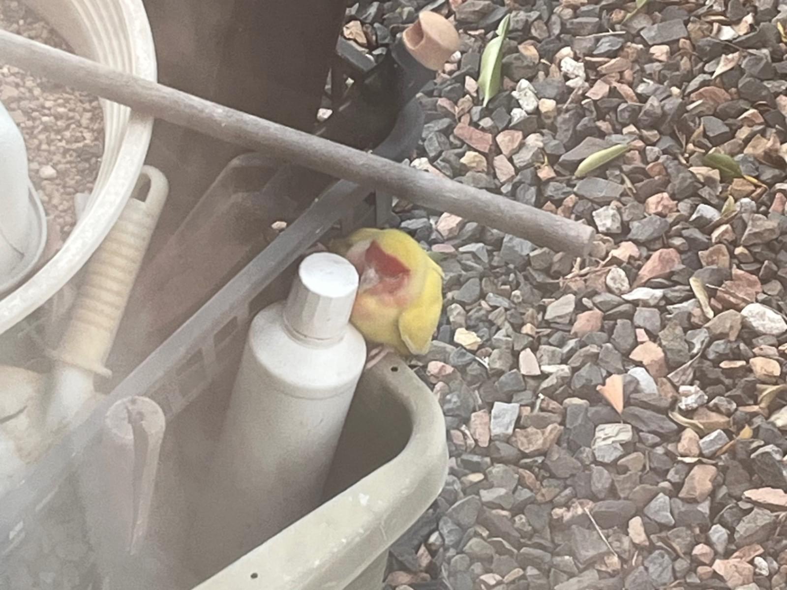 保護された鳥 保護された鳥