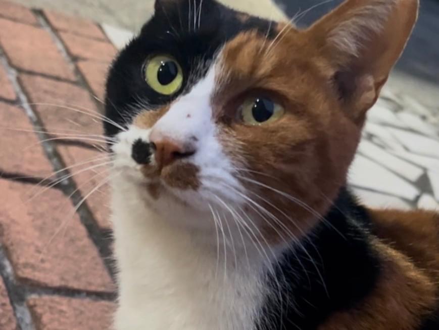 目撃された猫 目撃された猫