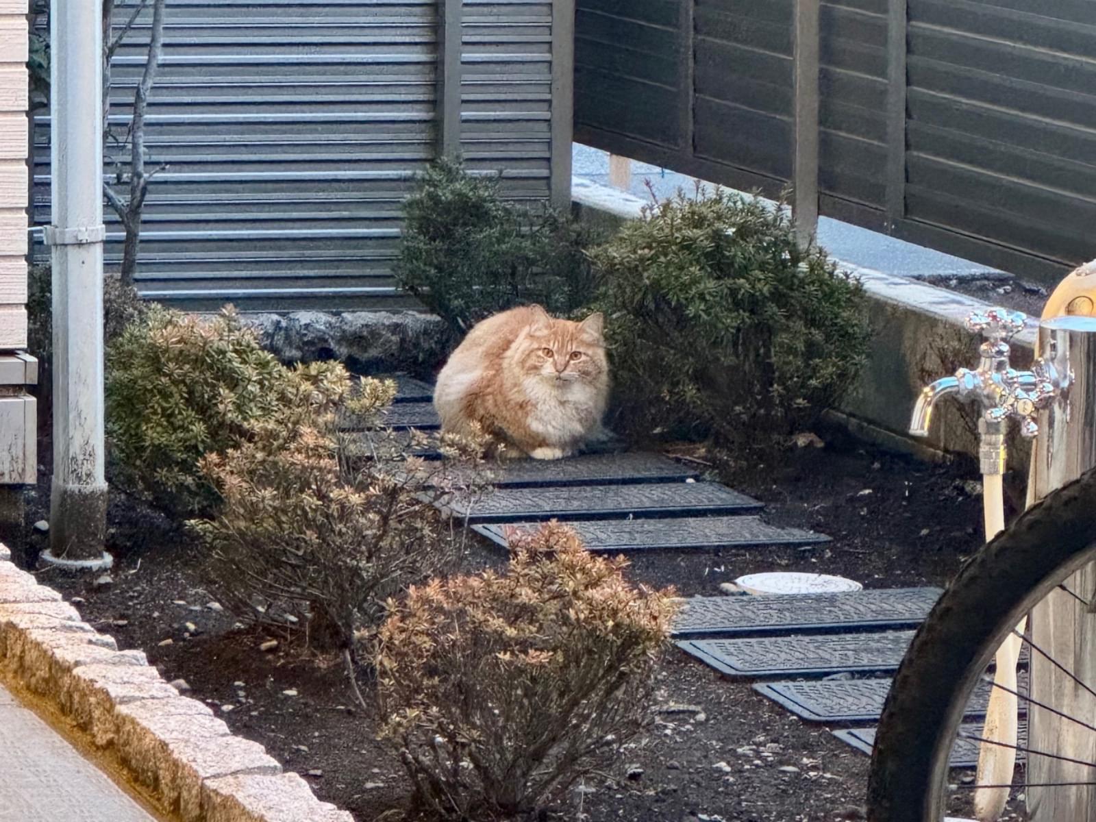 目撃された猫 目撃された猫
