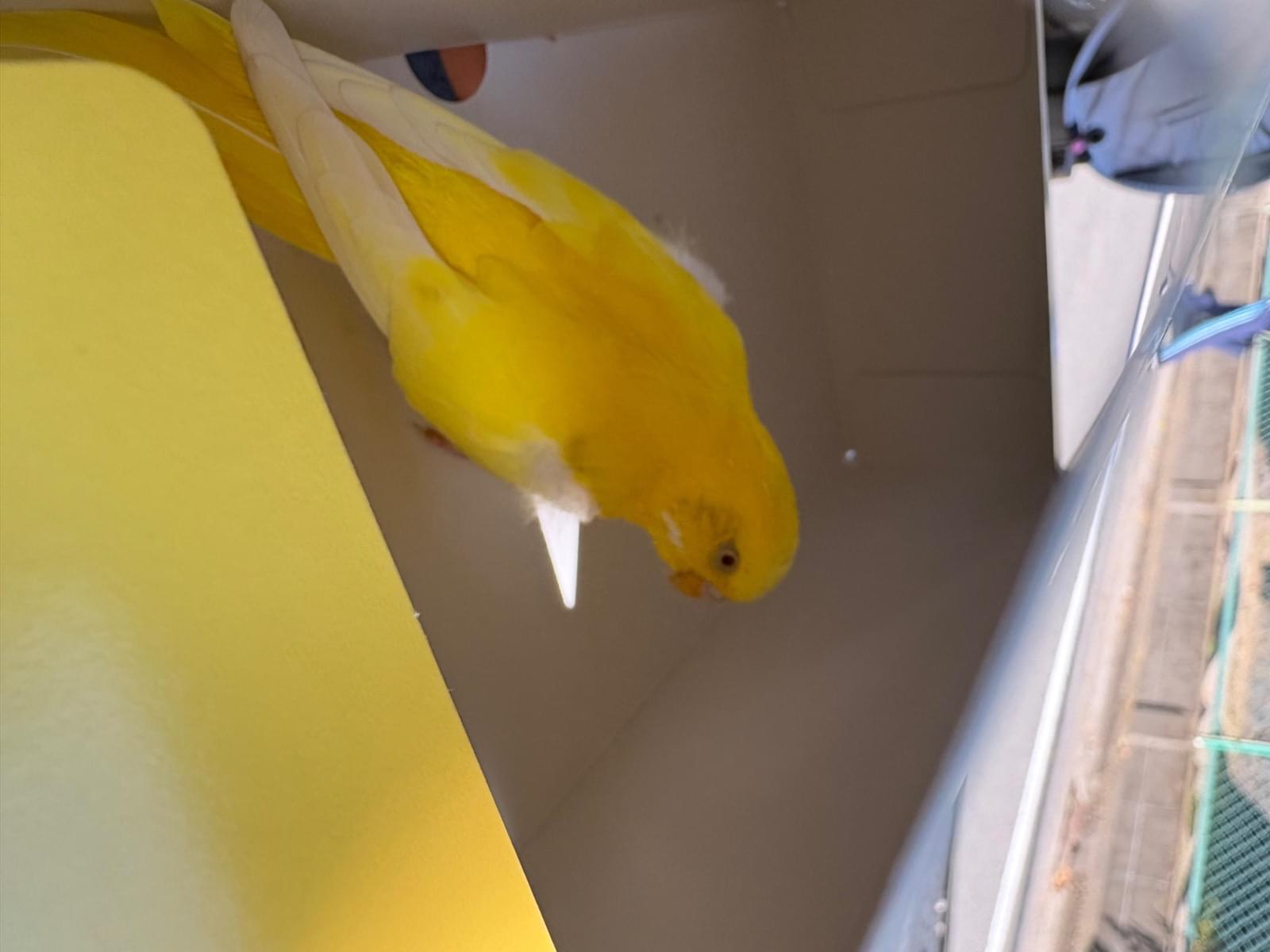 保護された鳥