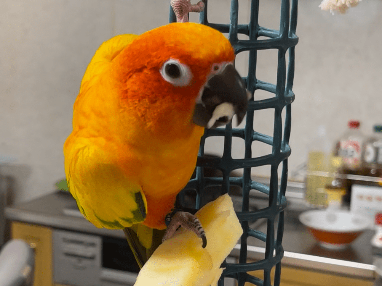 ピピちゃん ピピちゃん