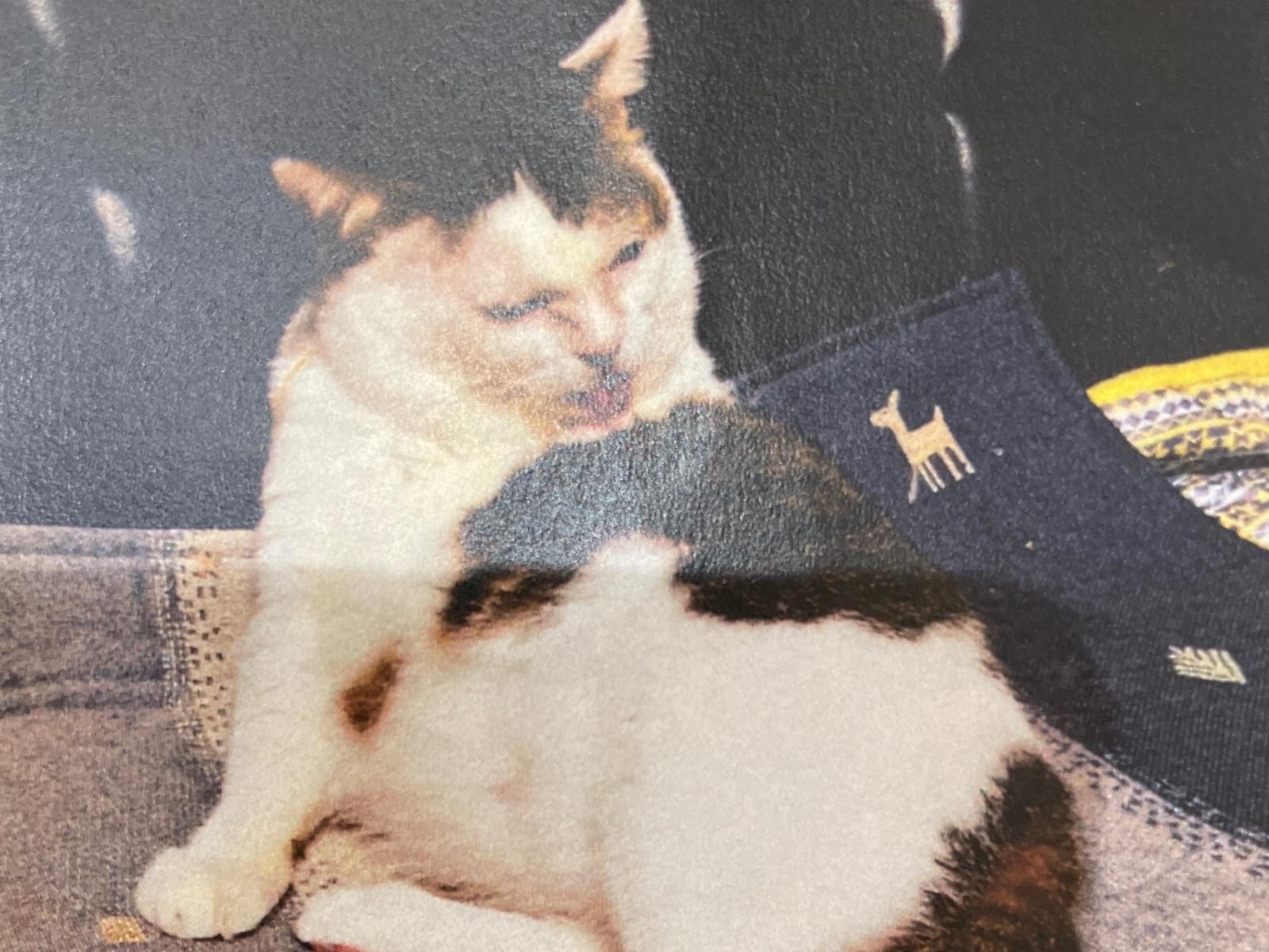 ブーたんちゃん ブーたんちゃん