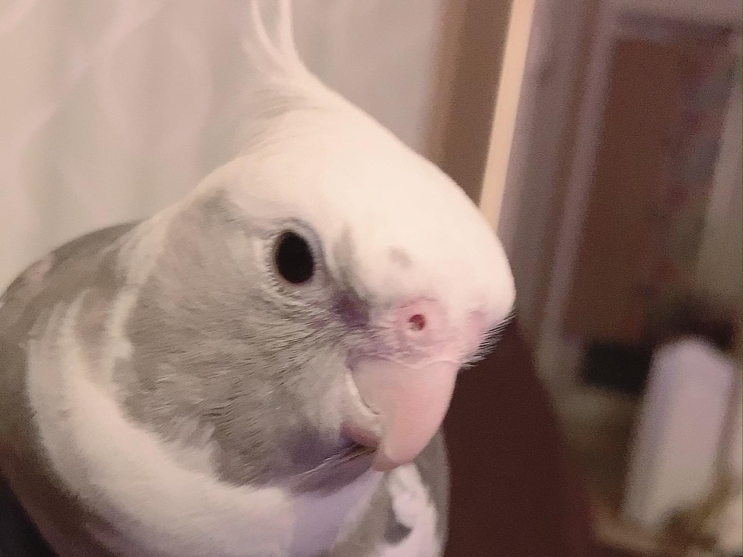 ぽんちゃん ぽんちゃん