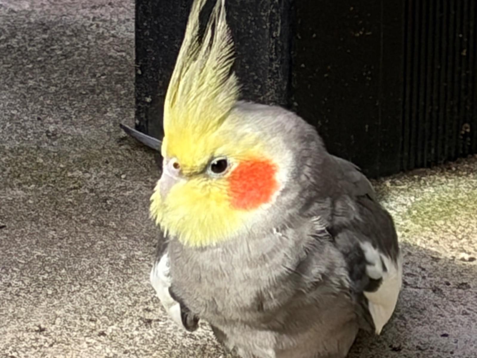 保護された鳥