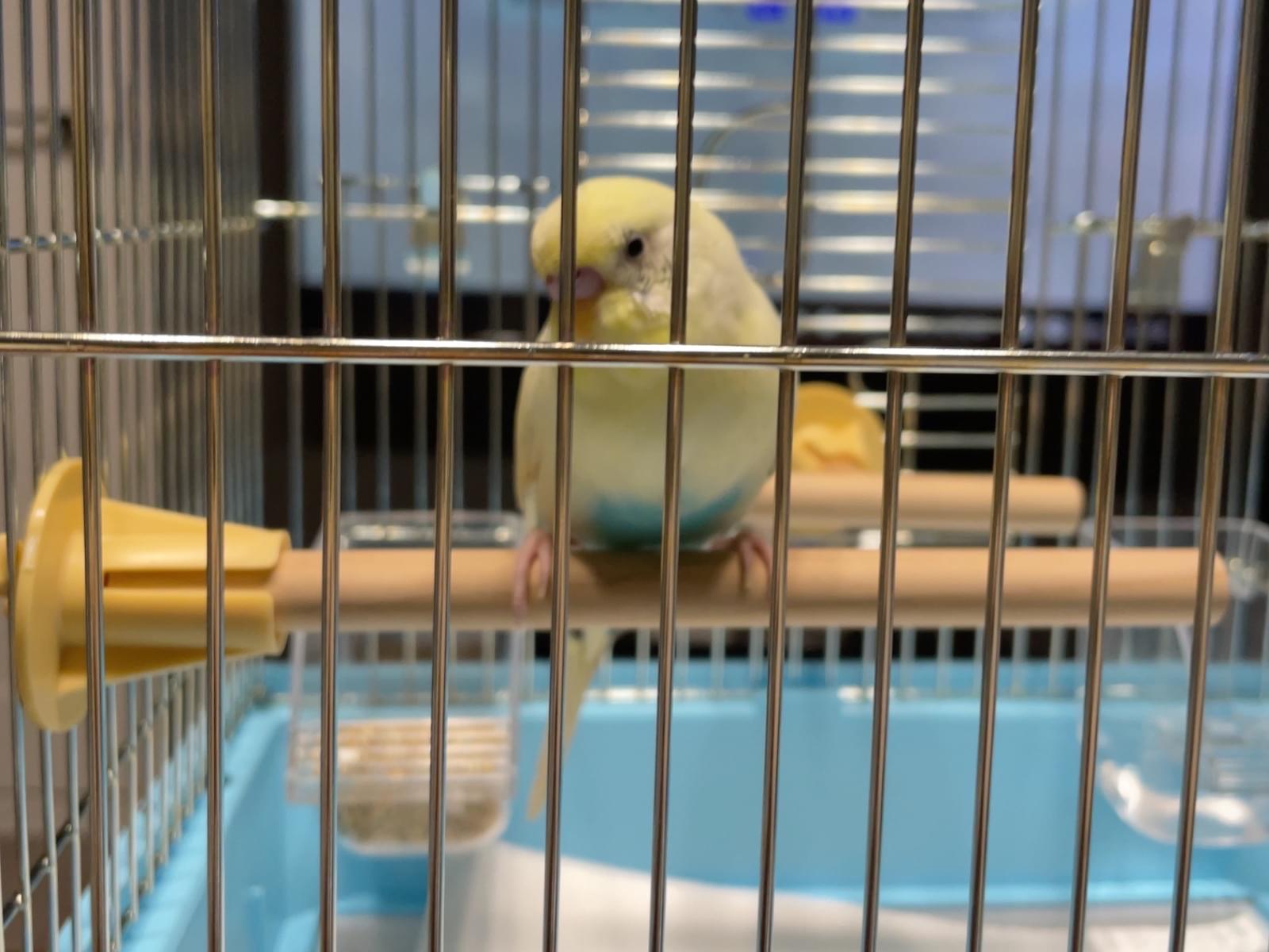 保護された鳥 保護された鳥