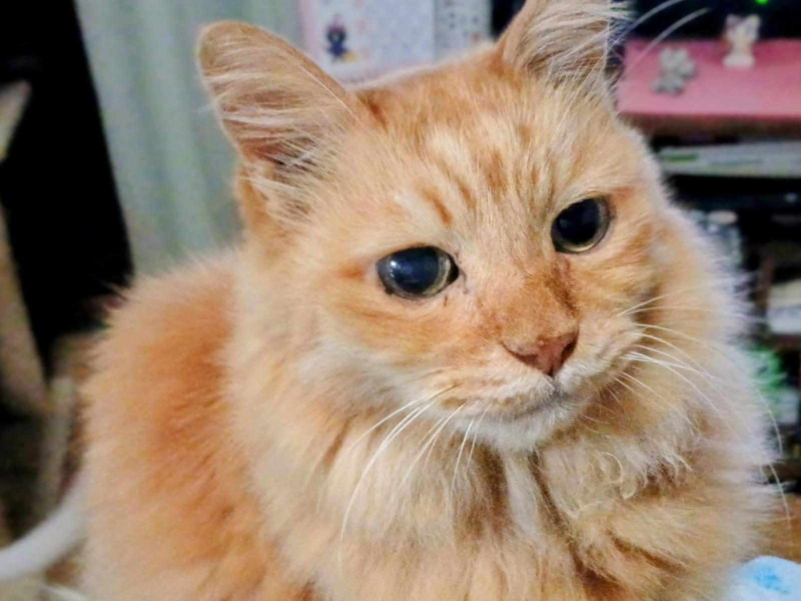 コロンちゃん コロンちゃん