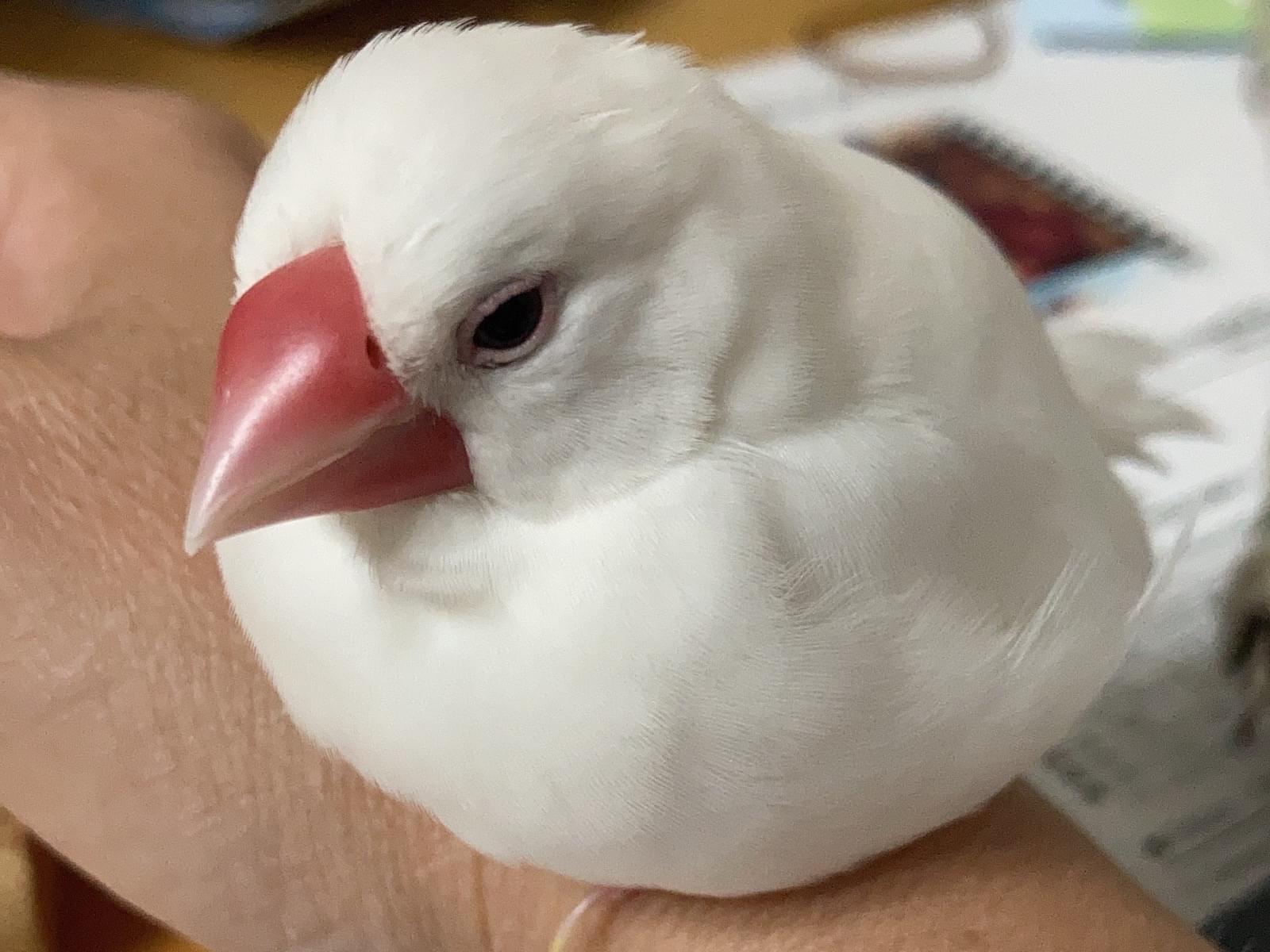 ポーちゃん ポーちゃん