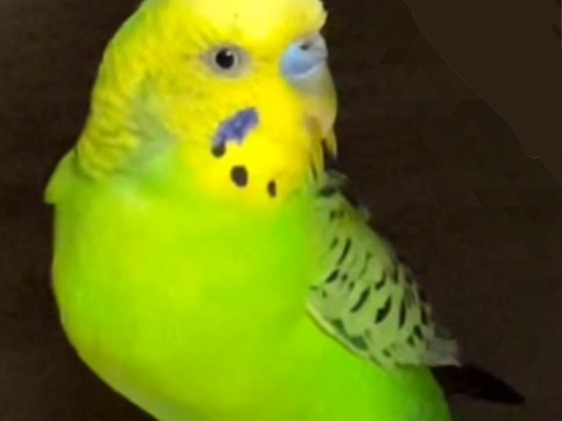 保護された鳥 保護された鳥