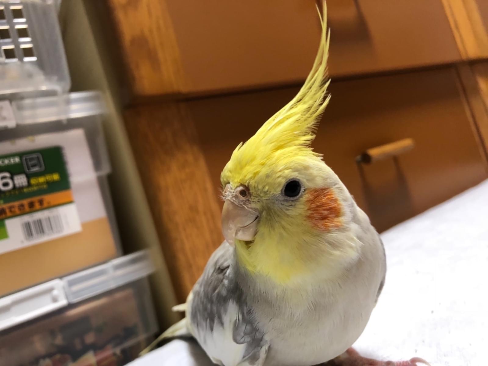 うめちゃん うめちゃん