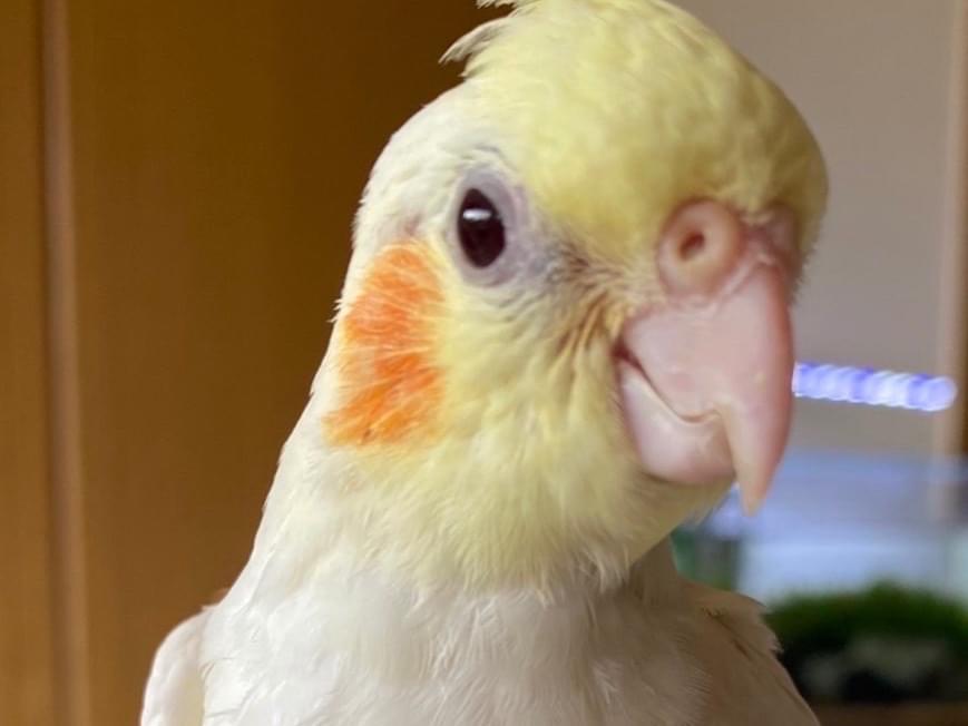 ピョルちゃん ピョルちゃん