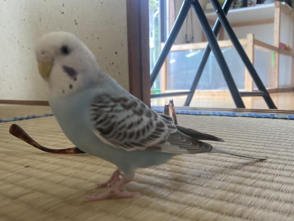 ぴぃちゃん ぴぃちゃん