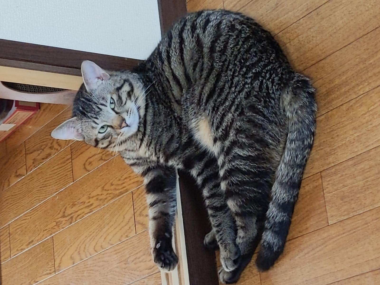保護された猫 保護された猫