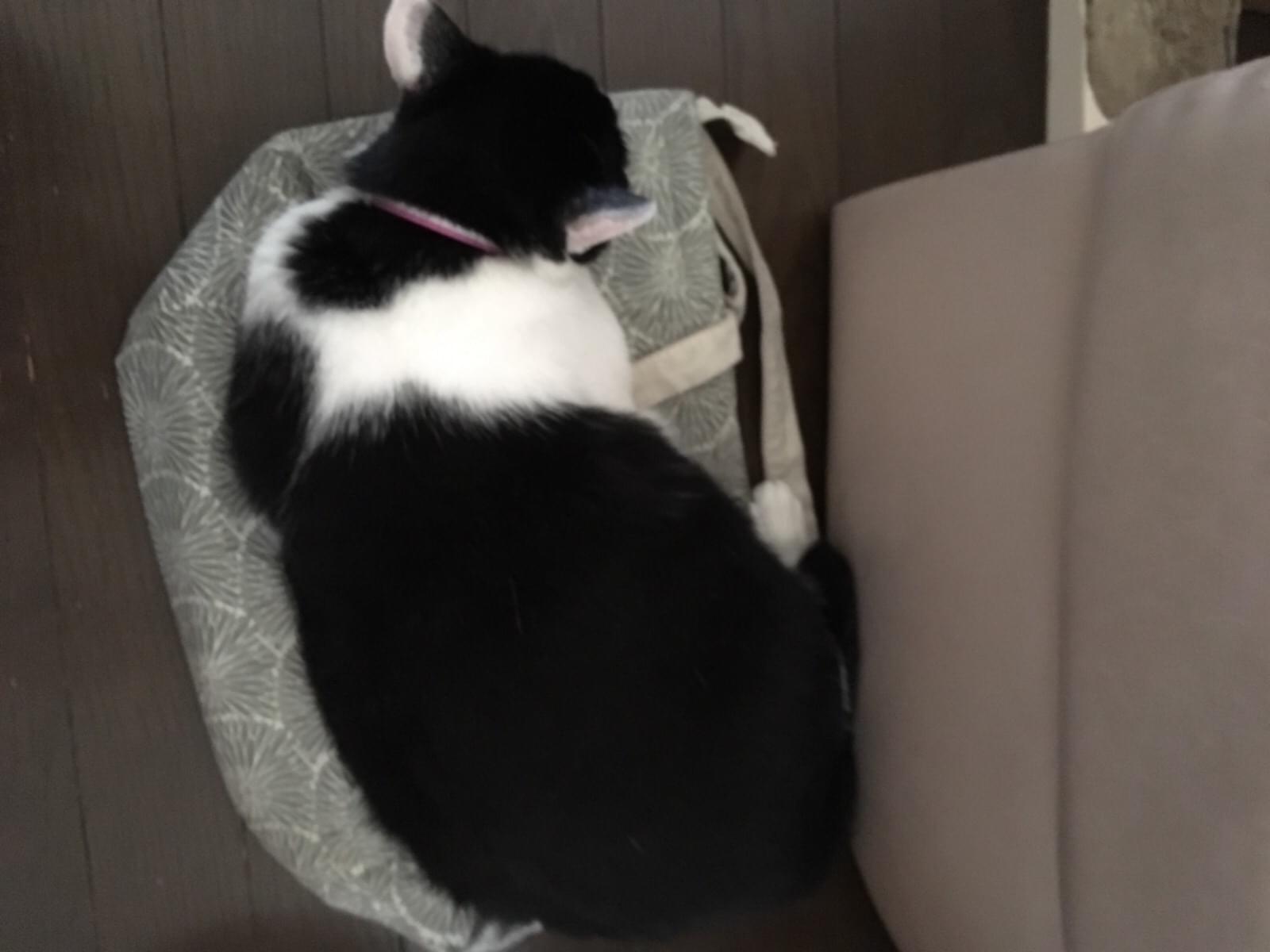 ののちゃん ののちゃん