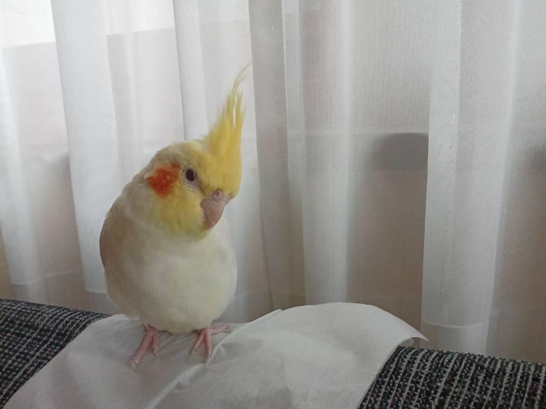 ヒマちゃん ヒマちゃん