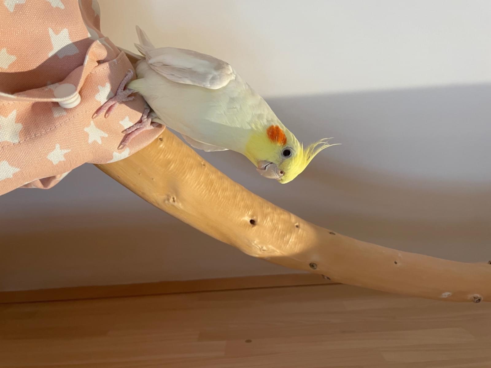 えぷりちゃん えぷりちゃん