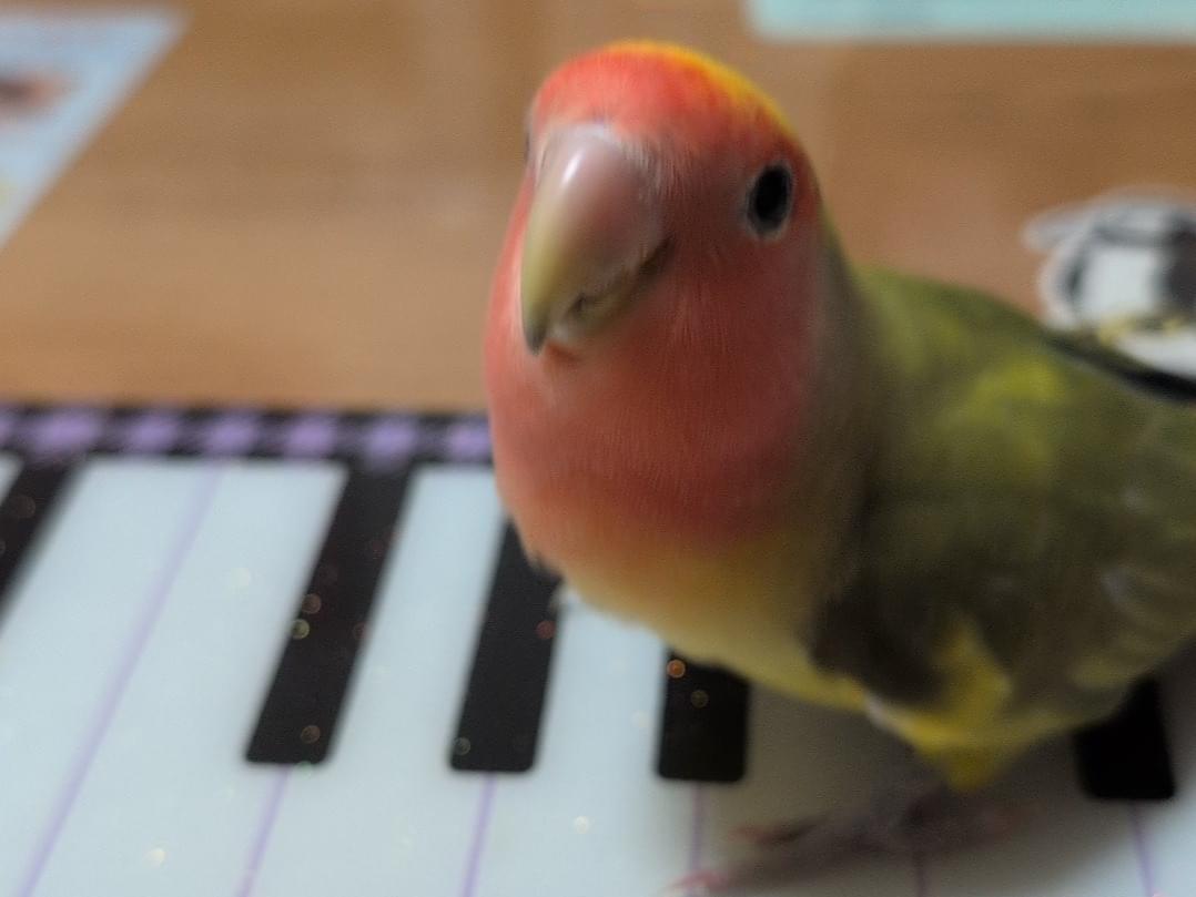 ぴーちゃん