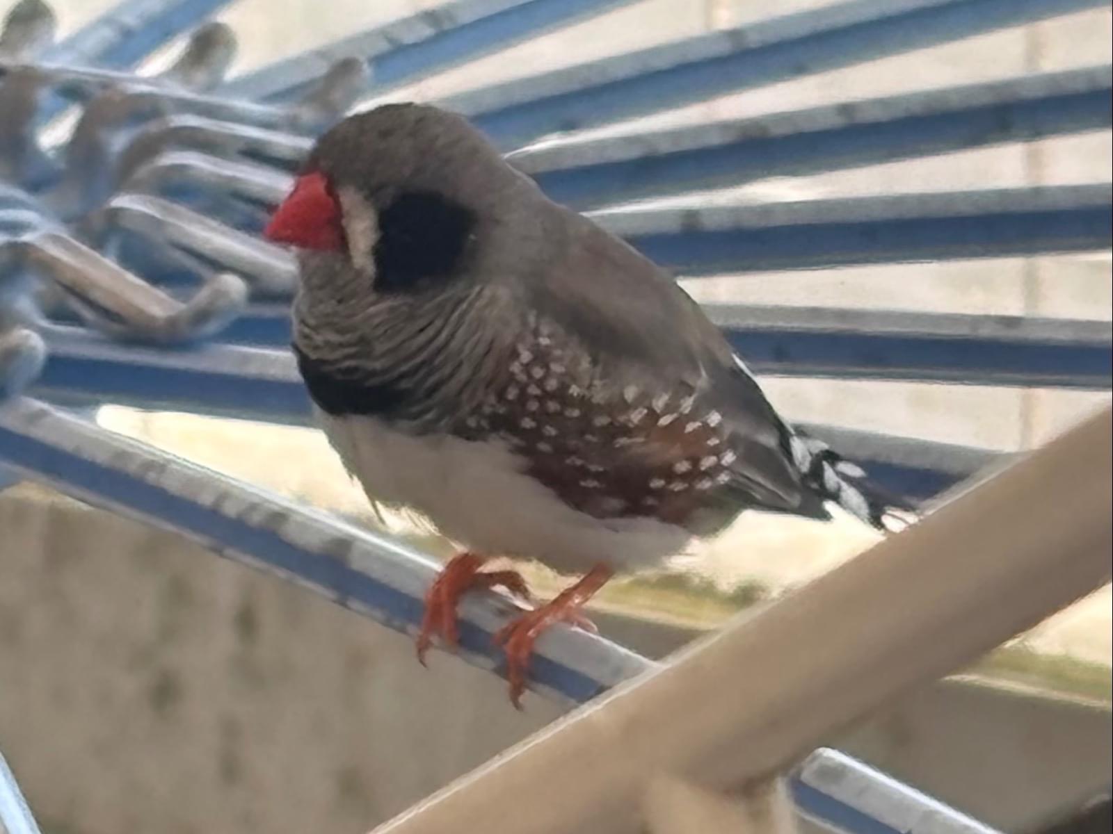 目撃された鳥