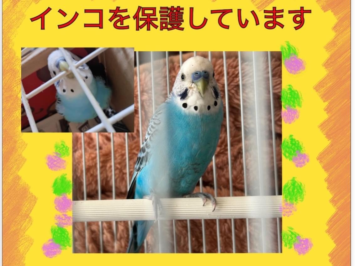 保護された鳥 保護された鳥