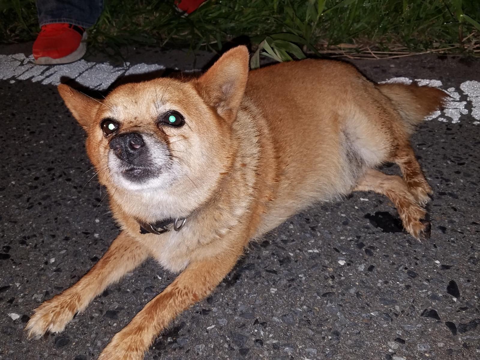 保護された犬 保護された犬
