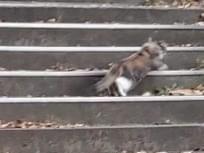 目撃された猫 目撃された猫
