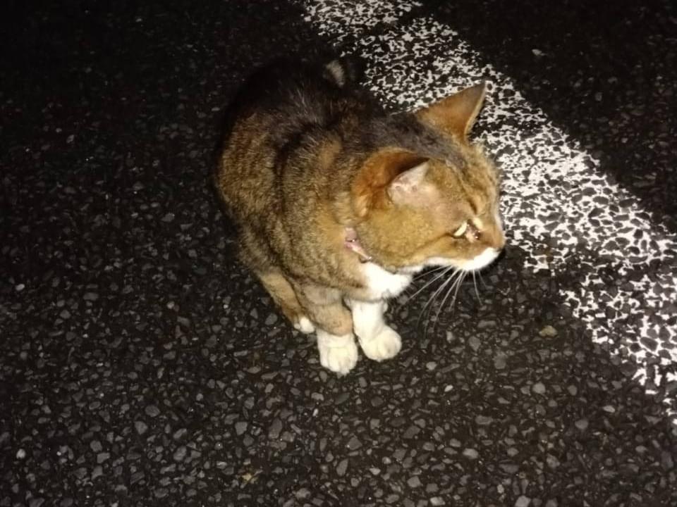 目撃された猫 目撃された猫