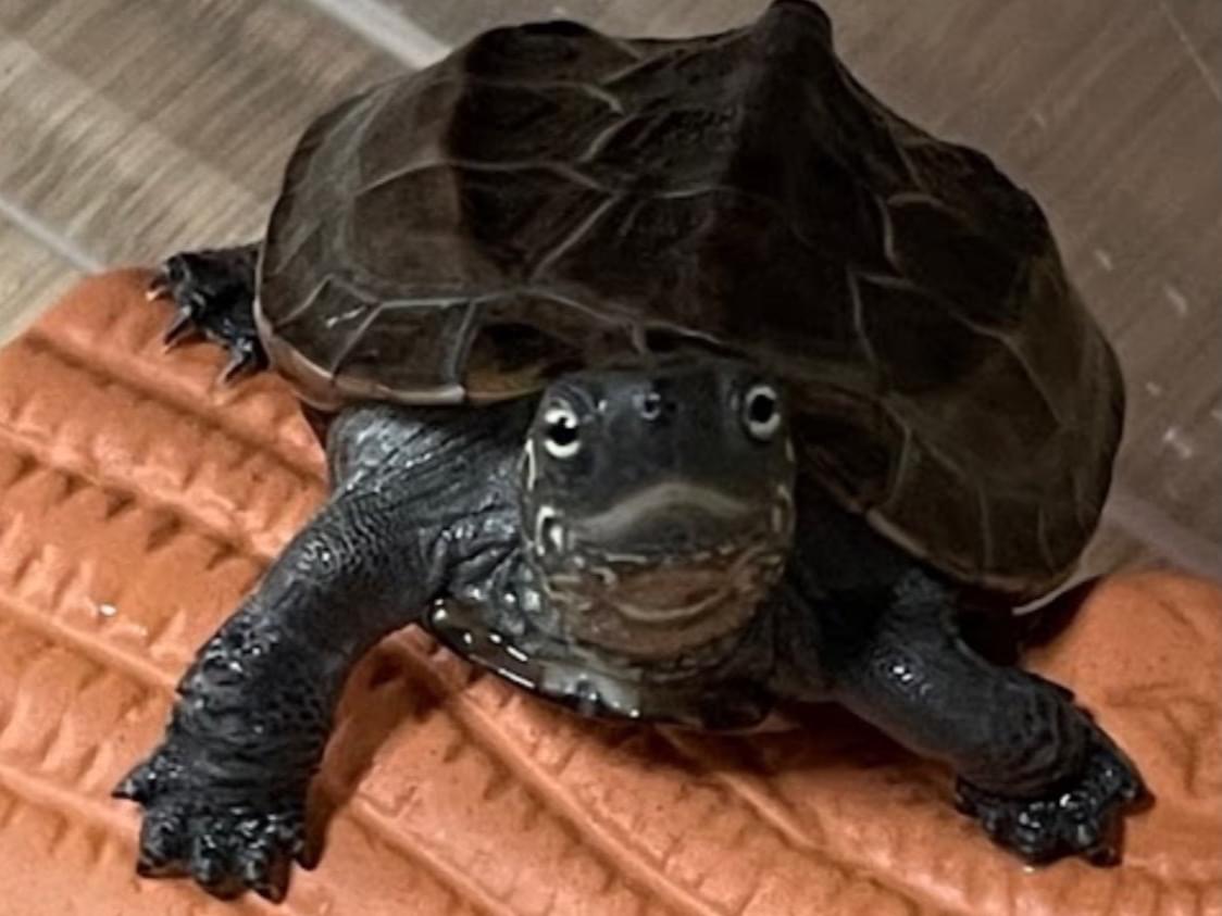 のろすけちゃん