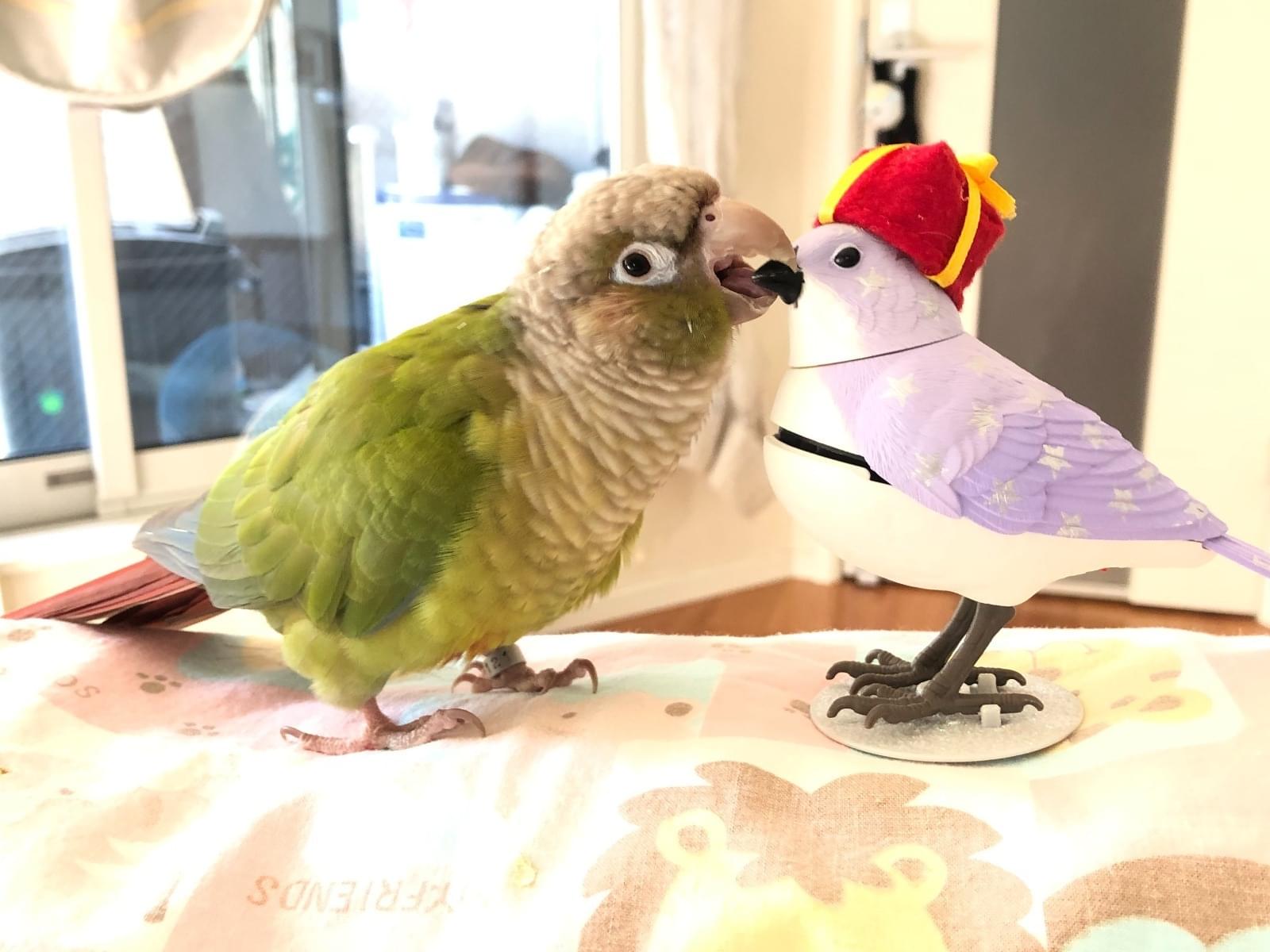 ふくちゃん ふくちゃん