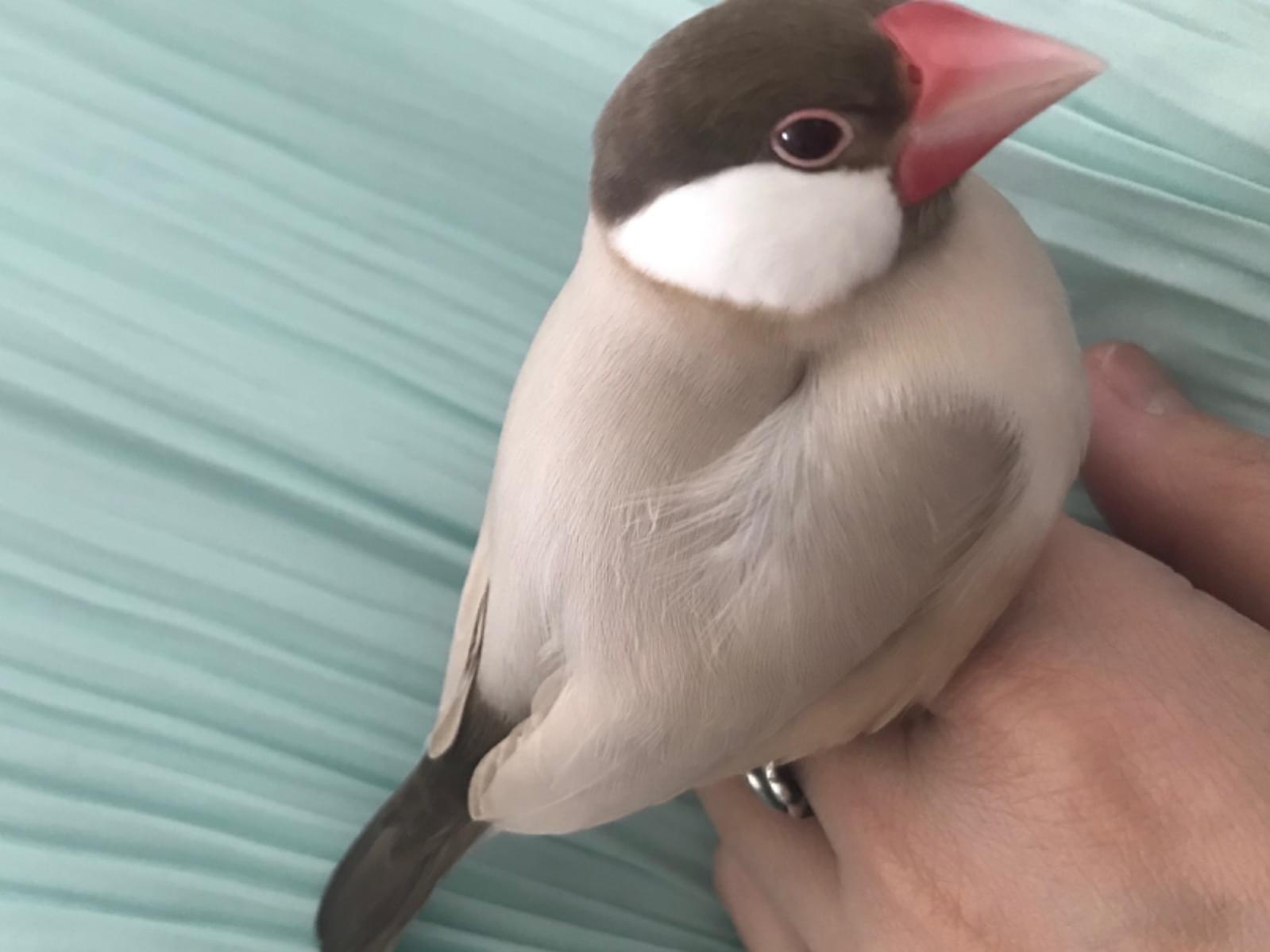 トリコちゃん トリコちゃん