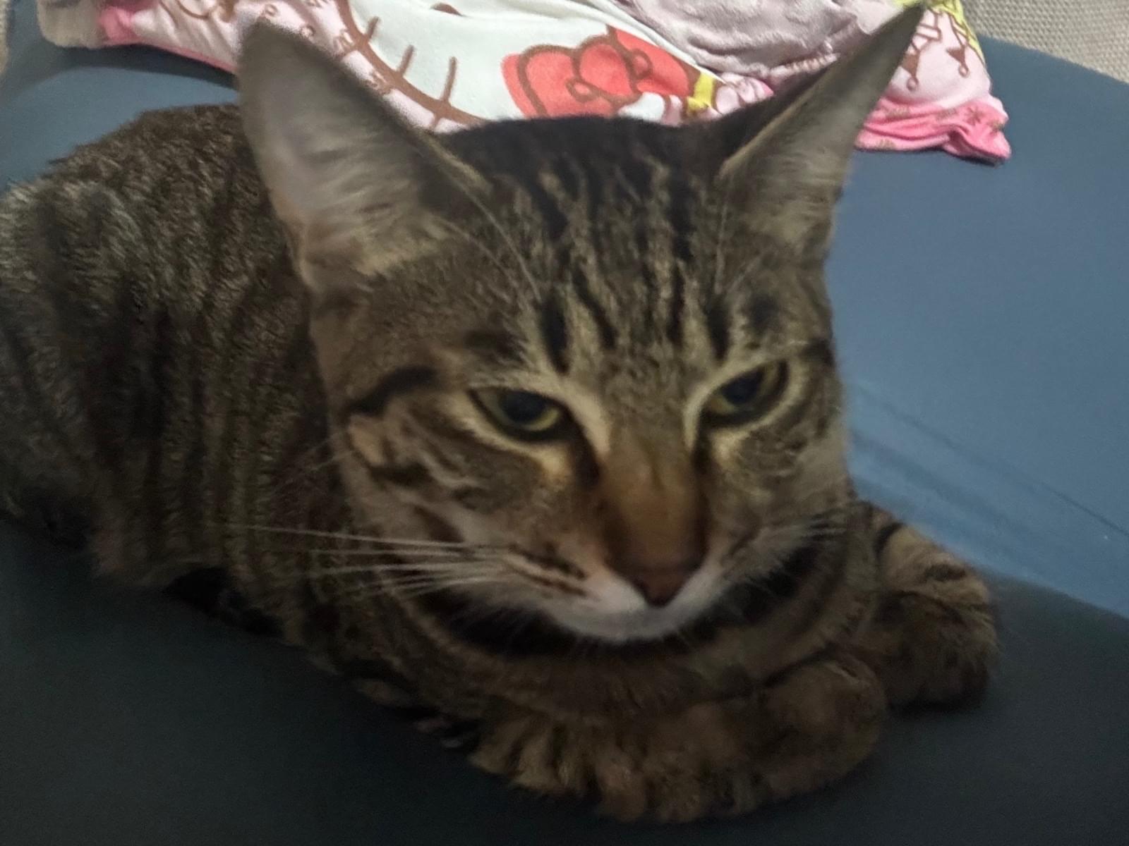 ビビちゃん ビビちゃん