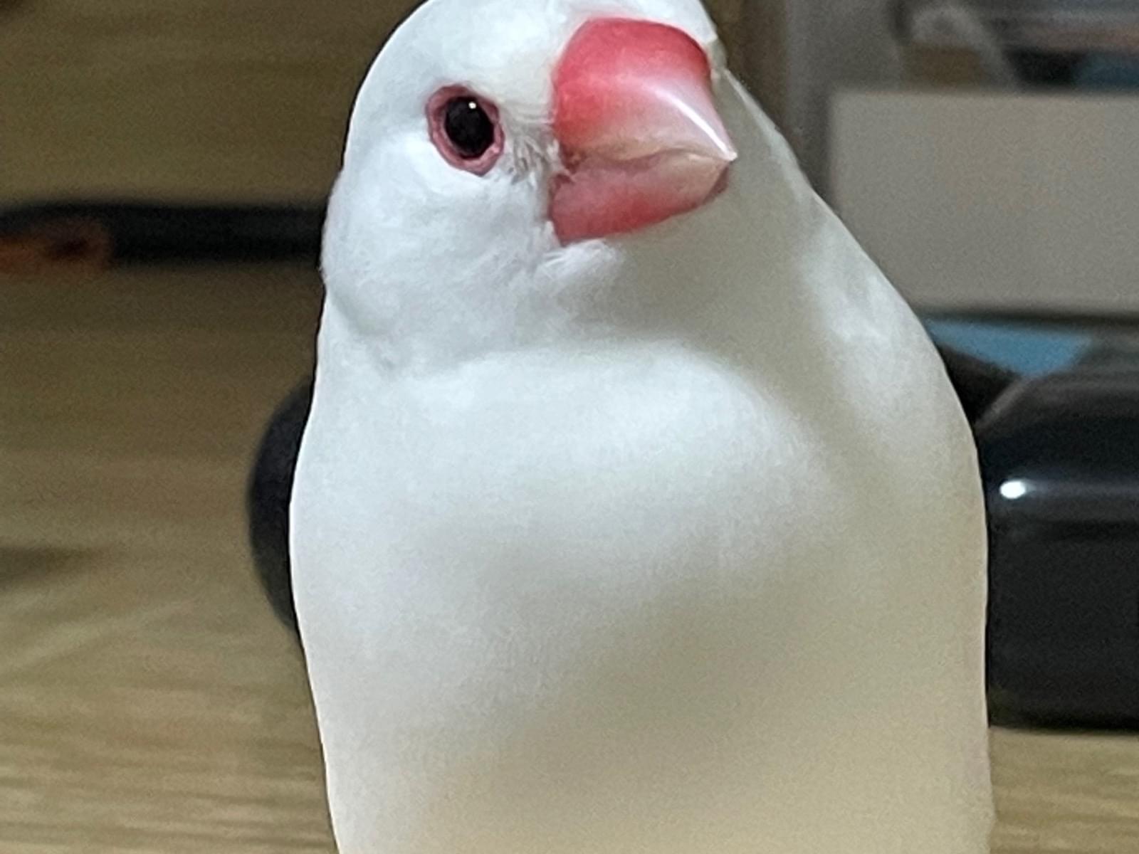 ハクちゃん ハクちゃん