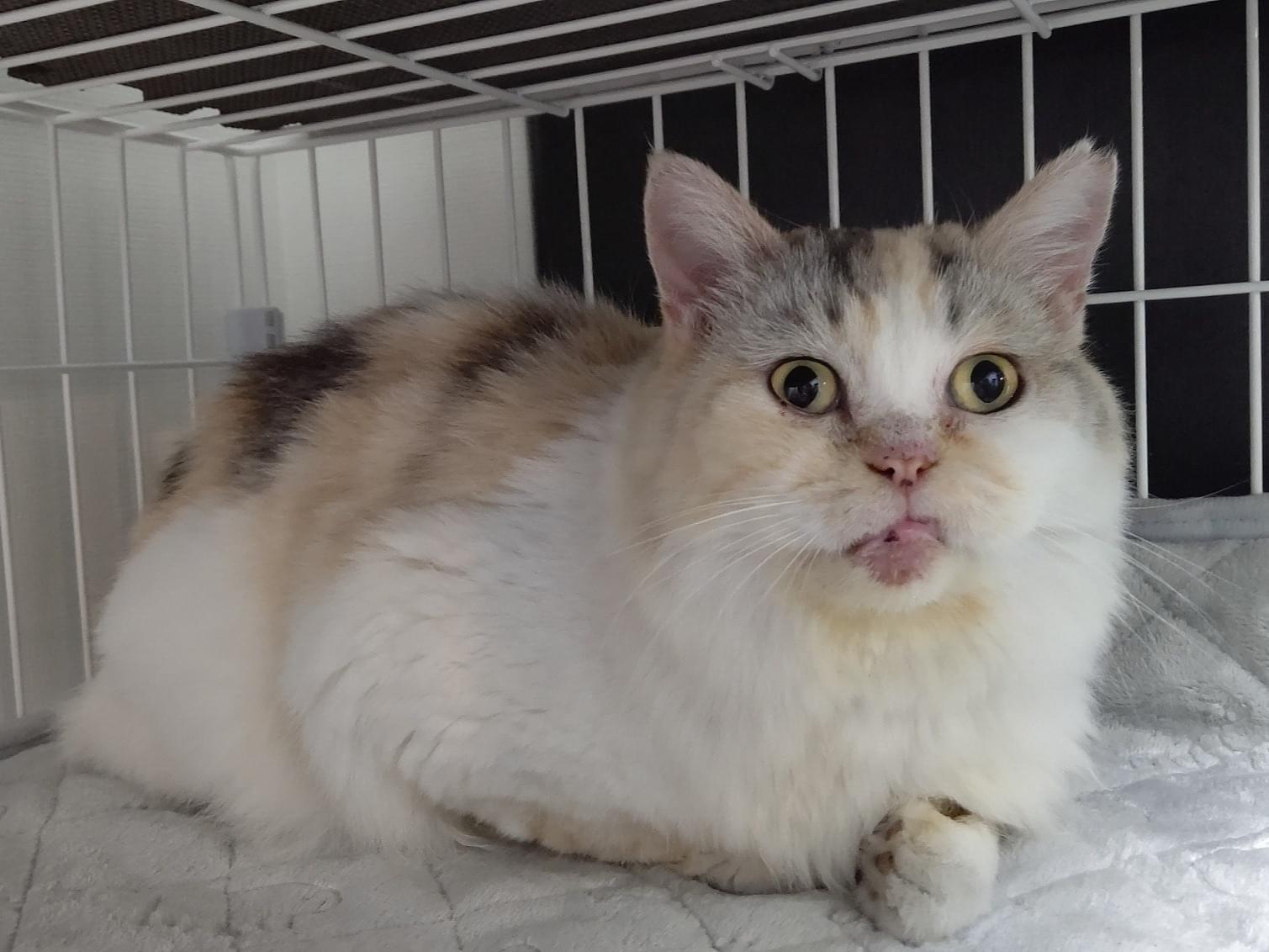 保護された猫 保護された猫
