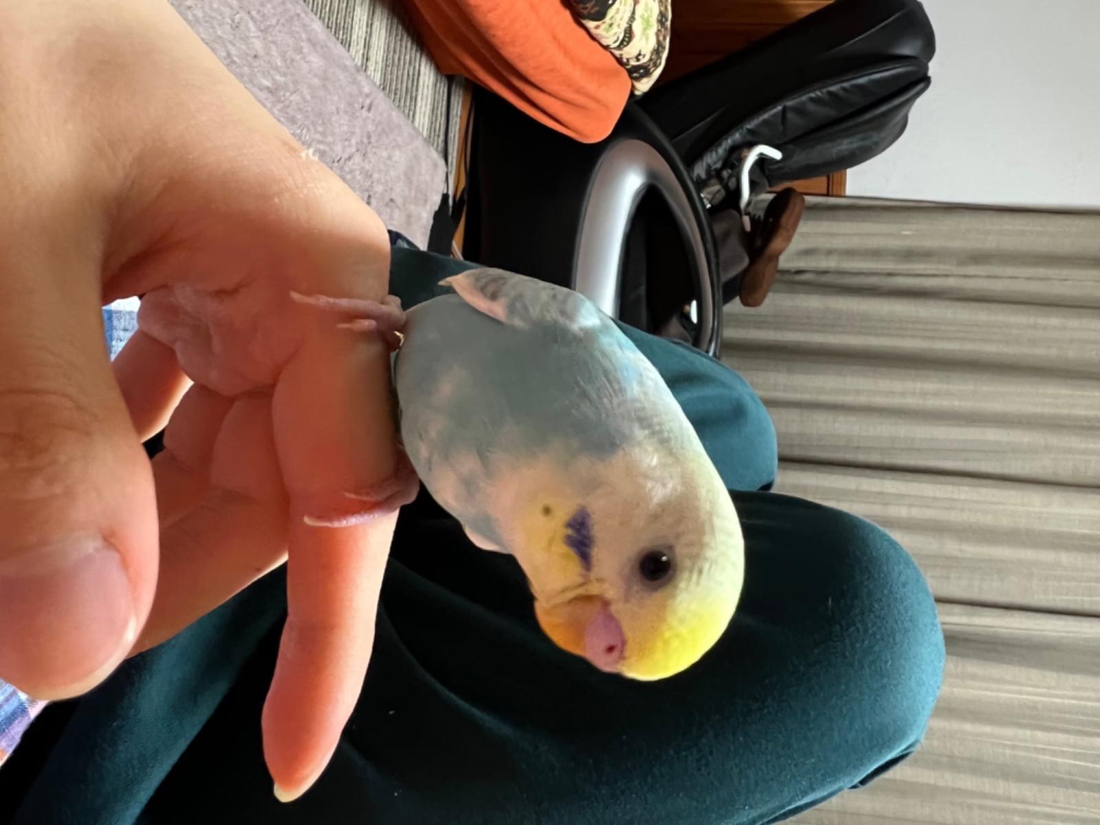 おとぴーちゃん おとぴーちゃん
