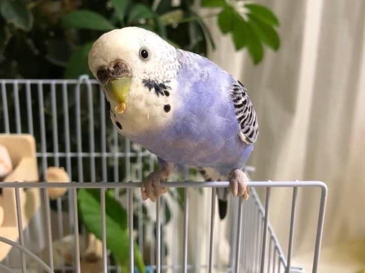 ハッピーちゃん ハッピーちゃん
