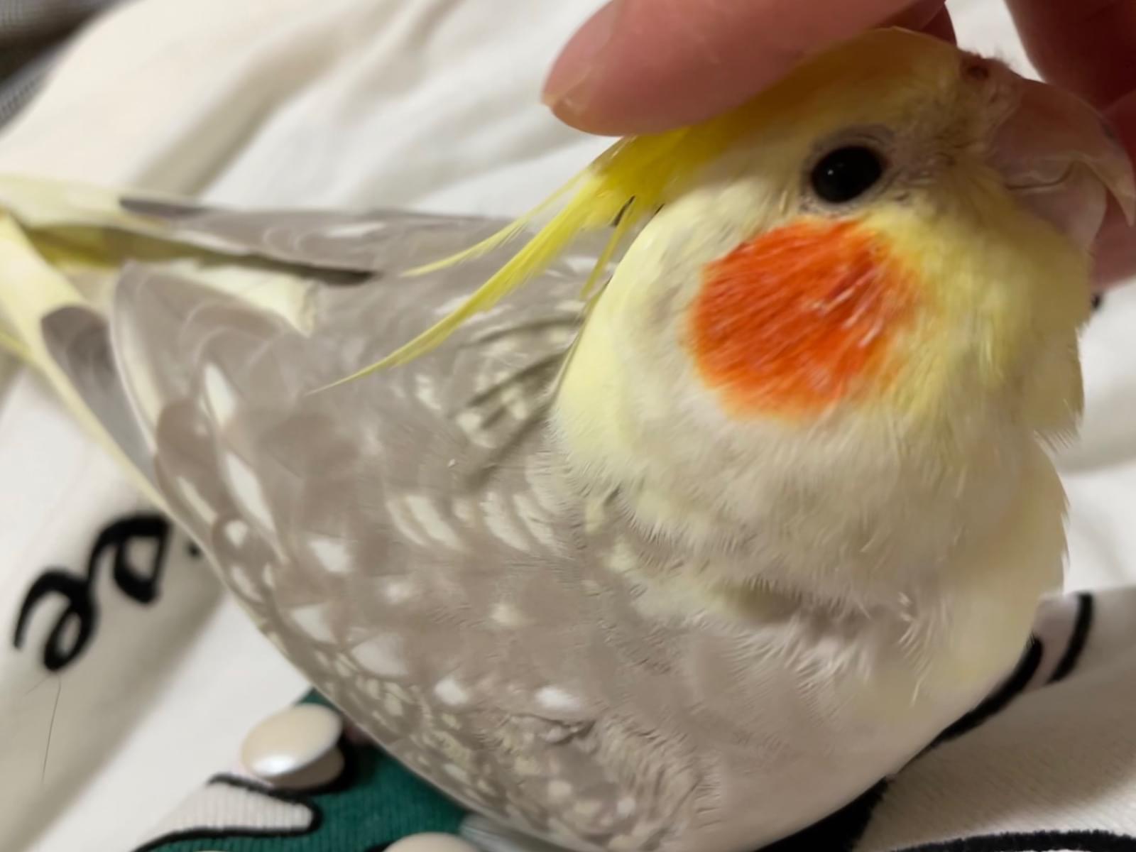 そらちゃん そらちゃん