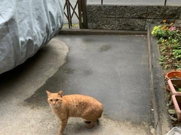 目撃された猫 目撃された猫