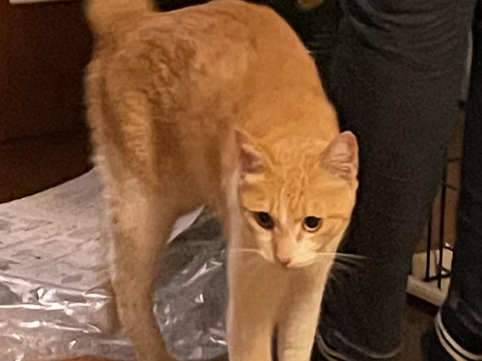 保護された猫 保護された猫