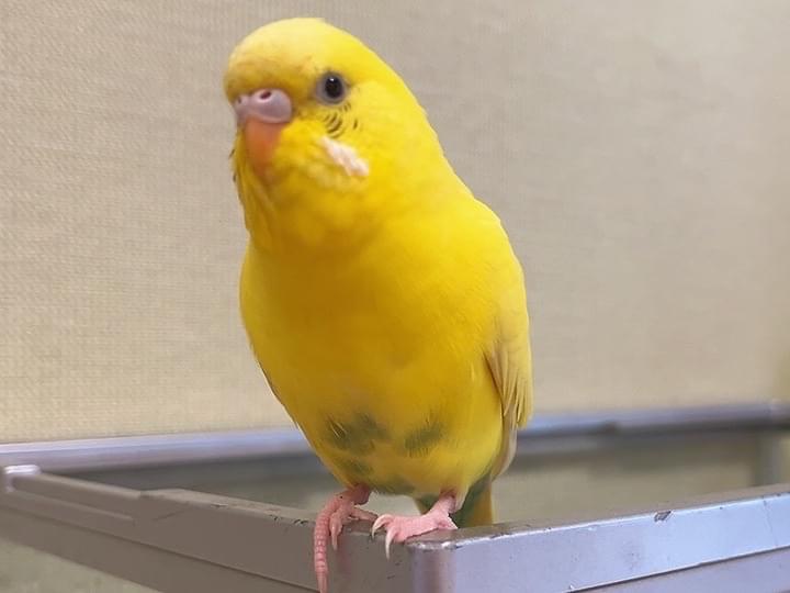 レモンちゃん レモンちゃん