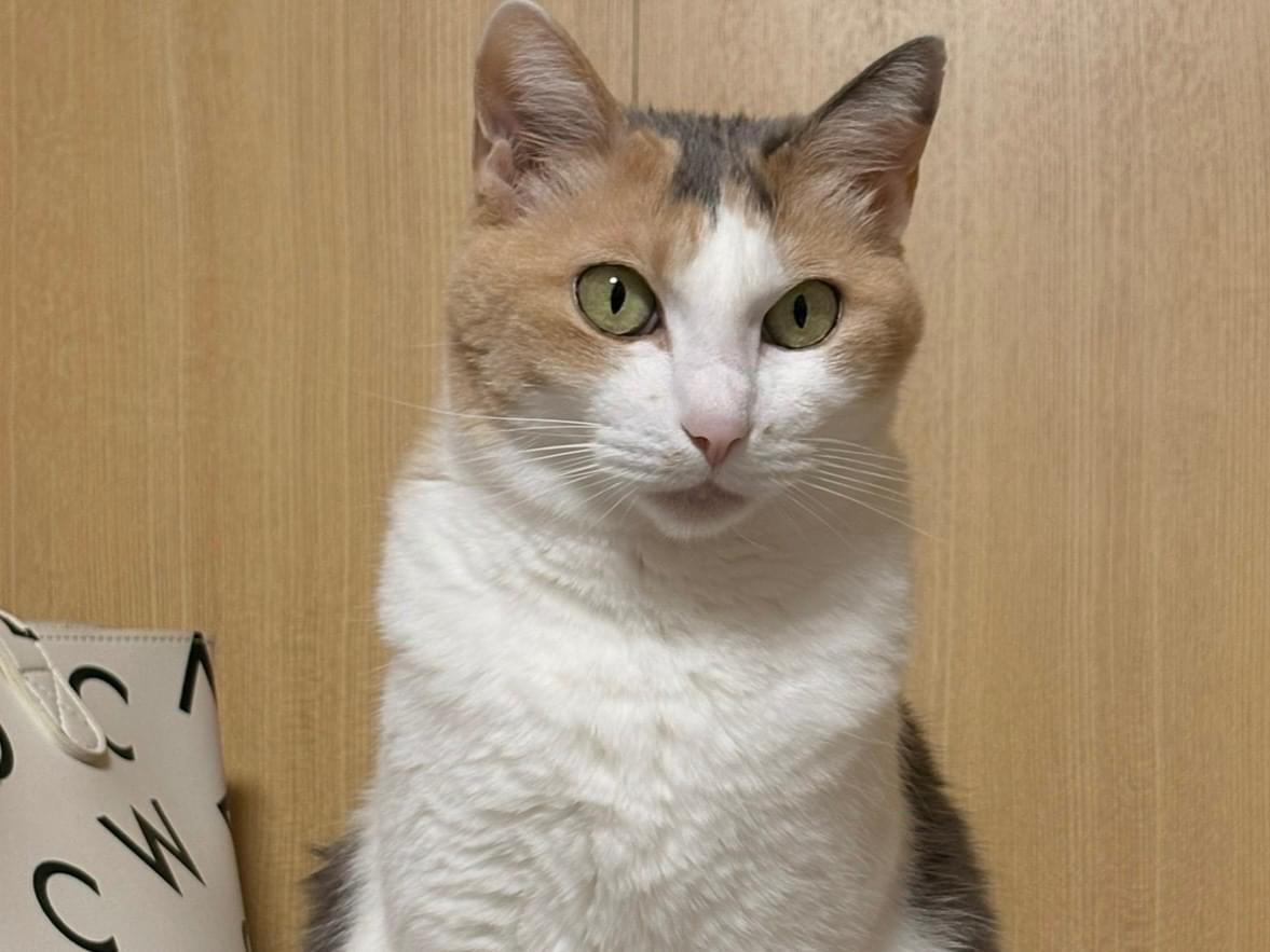 ひなちゃん
