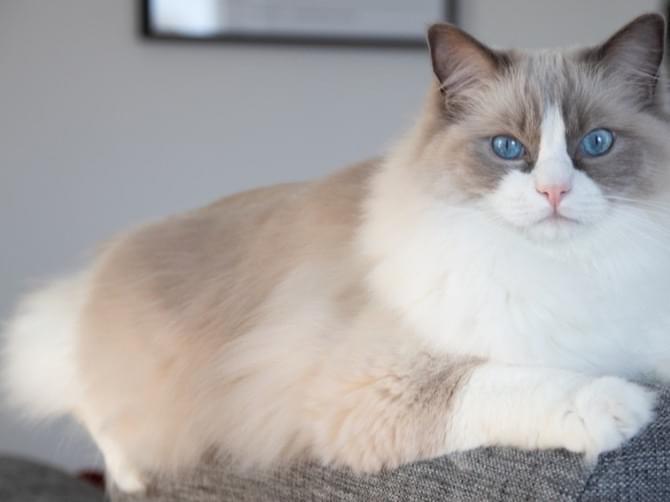 目撃された猫